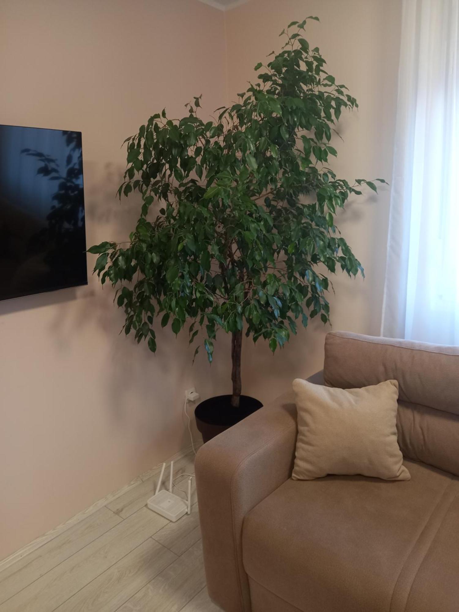 Leda Apartmani Смедереве Екстер'єр фото